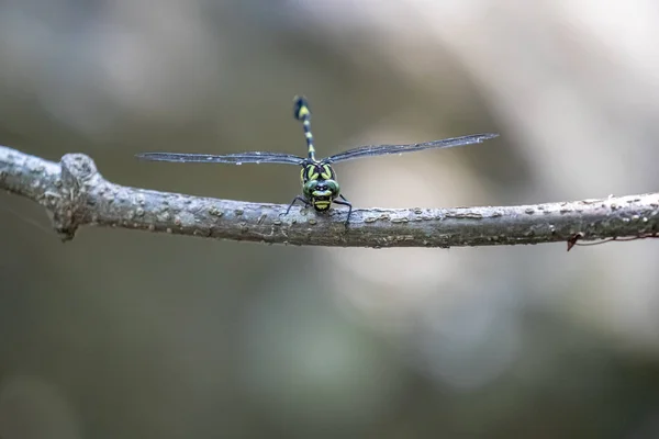 Bedreigde Dragonfly Chinese Tijger Gomphidia Kelloggi — Stockfoto