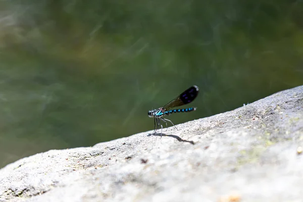 Porträt Der Libelle Gemeiner Blauer Edelstein Rhinocypha Perforata Perforata — Stockfoto