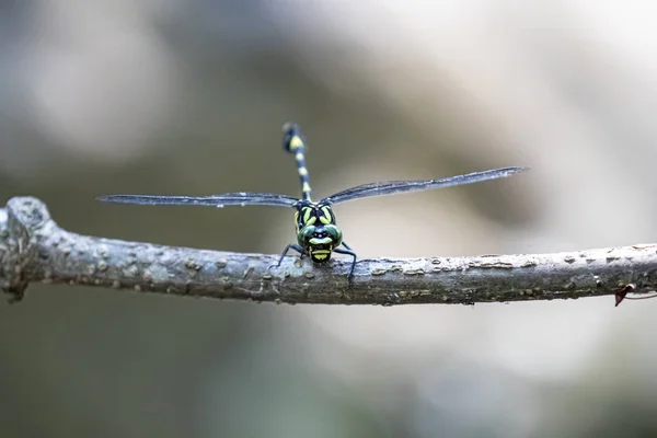 Libélula Peligro Extinción Tigre Chino Gomphidia Kelloggi — Foto de Stock