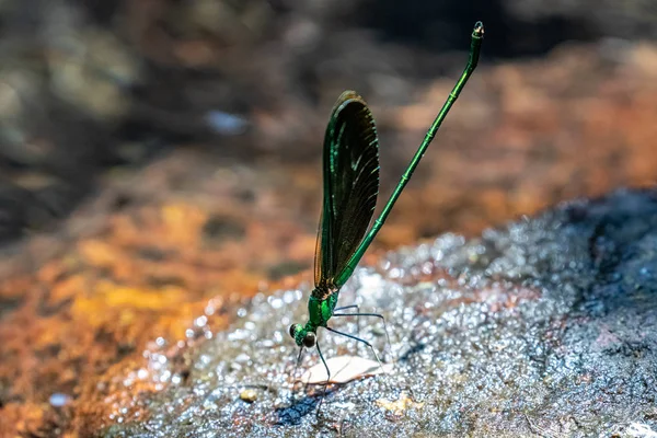 Portrait Damselfly Chinese Greenwing Neurobasis Chinensis Chinensis — Stock Photo, Image