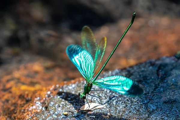 Retrato Damselfly Greenwing Chinês Neurobasis Chinensis Chinensis — Fotografia de Stock