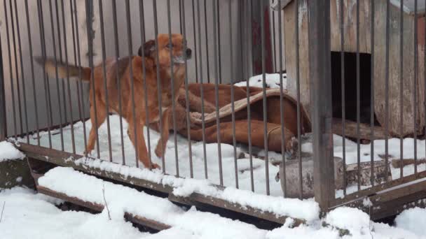 Triste perro cerrado en la jaula mira a la cámara. Temporada de invierno, frío. — Vídeos de Stock