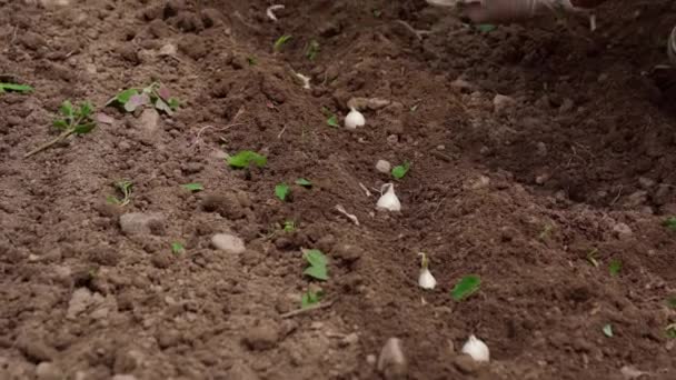 Zasévání semen do země doma. Cibule v rukou ženy — Stock video