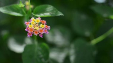 Lantana camara (İspanyolca: 