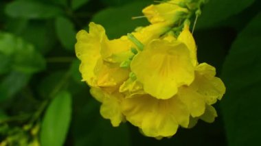 Pembe begonviller. Yakın plan.