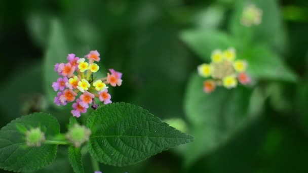 ランタナ カマラ Lantana Camara スペイン国旗または西インド諸島のランタナ Lantana とも呼ばれ ベルベナ科の開花植物の一種です — ストック動画