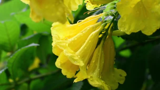 Plantas Ornamentales Del Árbol Ginger Thomas Yellow Flower — Vídeos de Stock