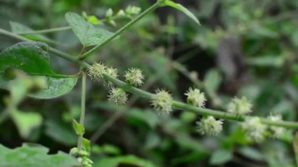 Decoratieve Boom Planten Gember Thomas Yellow Flower — Stockvideo