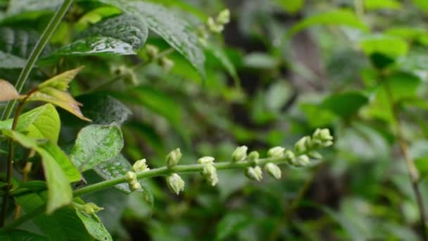 Plantas Ornamentales Del Árbol Ginger Thomas Yellow Flower — Vídeo de stock