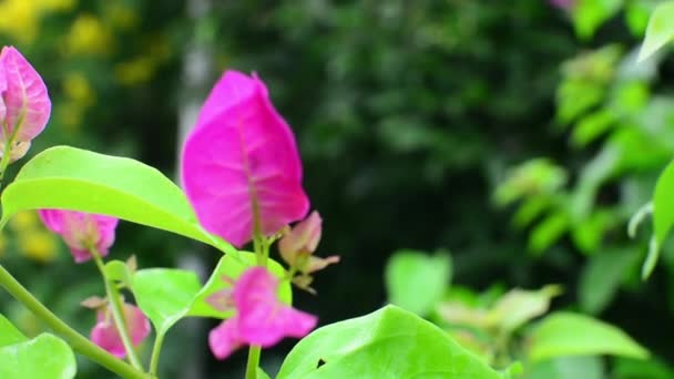 Roze Paars Bougainvillea Close — Stockvideo