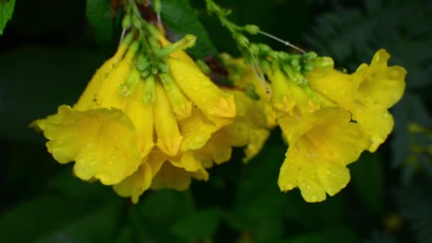 Růžová Fialová Bougainvillea Zblízka — Stock video