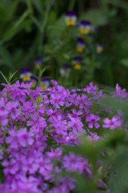 Bahçedeki küçük çiçekler