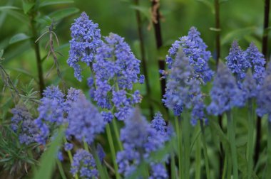 Bahçede mavi güzellik