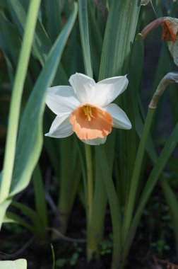 Bahçedeki nergis çiçeği.