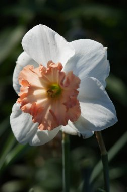 Bahçedeki nergis çiçeği.