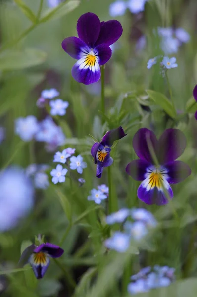 Kis Virágok Kertben — Stock Fotó