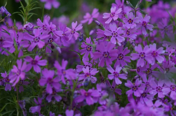 花园里的小花 — 图库照片