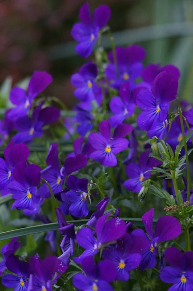 Cuore Violetta Nel Giardino — Foto Stock