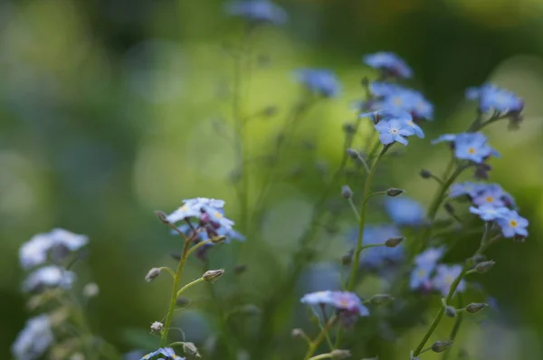 Kis Virágok Kertben — Stock Fotó