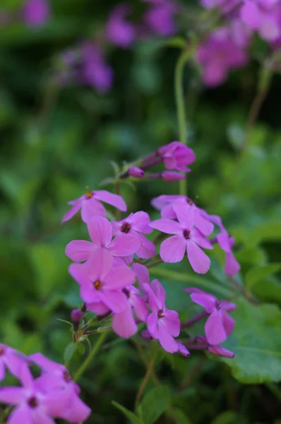 Violet Virágok Kertben — Stock Fotó