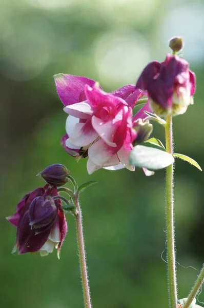 Virág Kertben — Stock Fotó