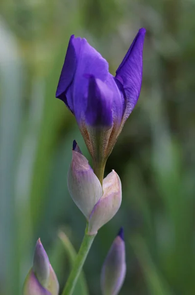 Iris Dans Jardin — Photo