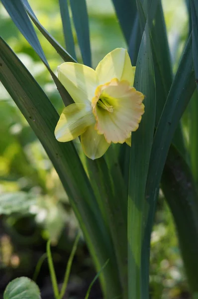 Daffodil Jardim — Fotografia de Stock