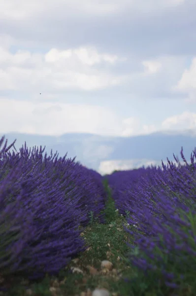 Campo Lavanda França — Fotografia de Stock