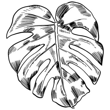 Vektör çizim tropikal monstera ile egzotik orman bırakır