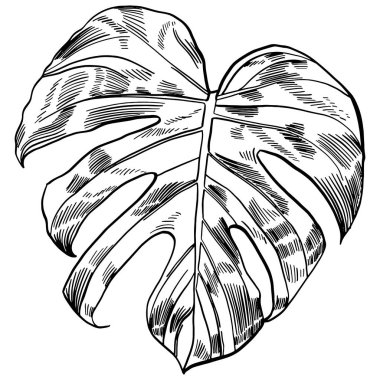 Vektör çizim tropikal monstera ile egzotik orman bırakır