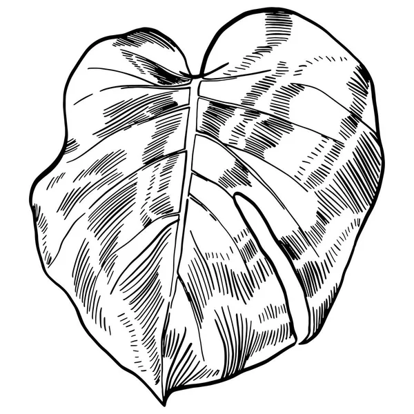 Ilustración vectorial con hojas de monstera tropical selva exótica — Vector de stock