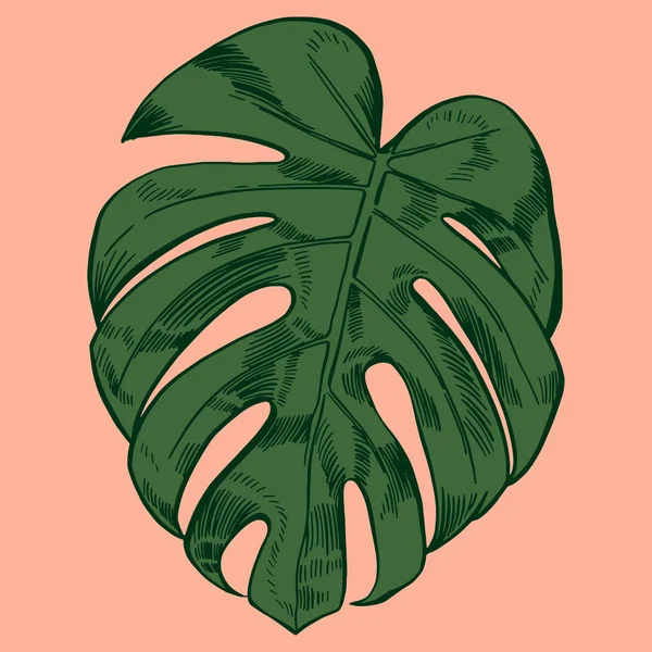 Illustration vectorielle avec feuilles de monstère tropicale jungle exotique — Image vectorielle