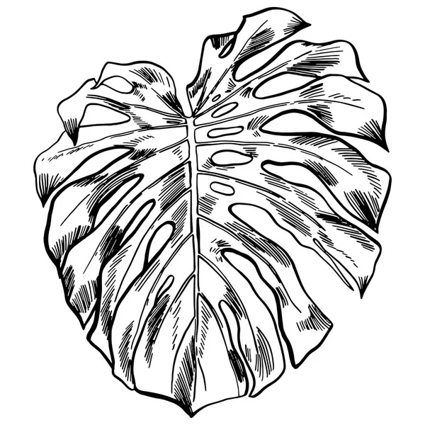 Ilustración vectorial con hojas de monstera tropical selva exótica — Archivo Imágenes Vectoriales