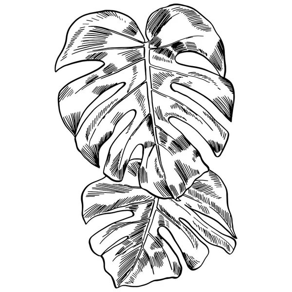 Ilustración vectorial con hojas de monstera tropical selva exótica — Archivo Imágenes Vectoriales