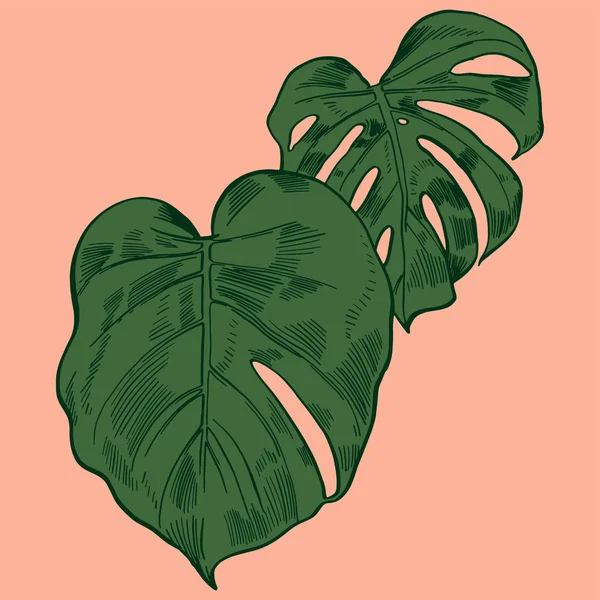 Illustration vectorielle avec feuilles de monstère tropicale jungle exotique — Image vectorielle