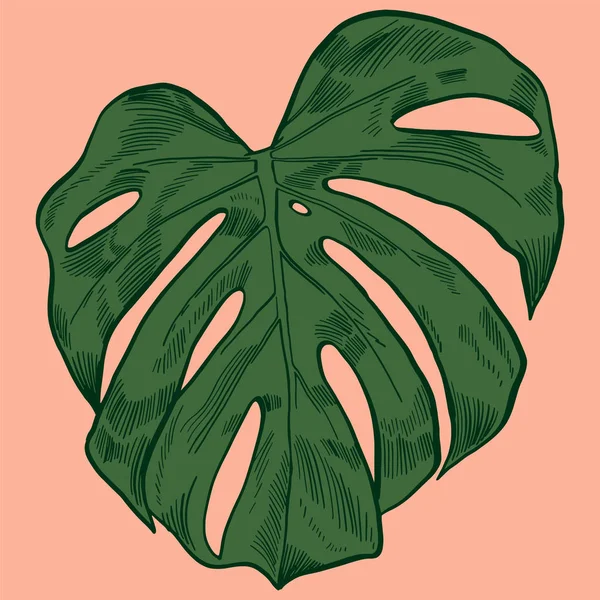 Vektor-Illustration mit tropischen Monstera verlässt exotischen Dschungel — Stockvektor