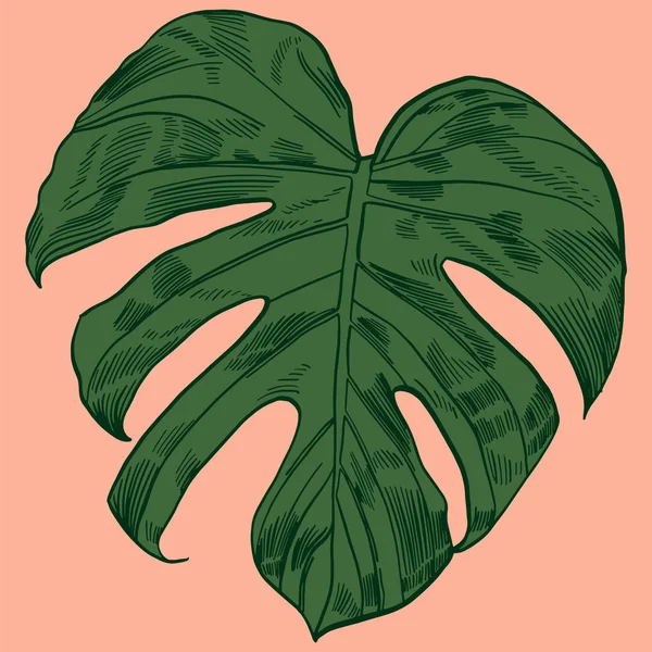 Vektor-Illustration mit tropischen Monstera verlässt exotischen Dschungel — Stockvektor