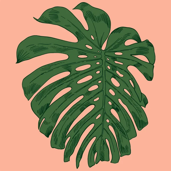 Ilustração vetorial com monstera tropical deixa selva exótica — Vetor de Stock