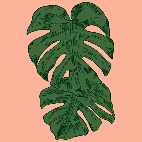 Vectorillustratie met tropische monstera verlaat exotische jungle — Stockvector