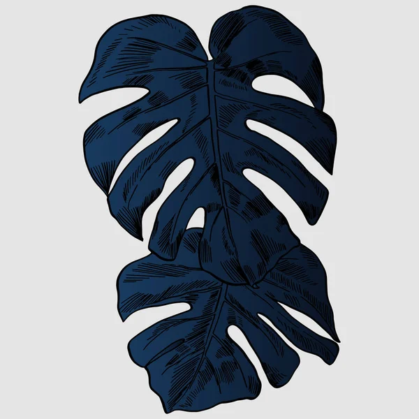 Vector illustration with tropical monstera leaves exotic jungle