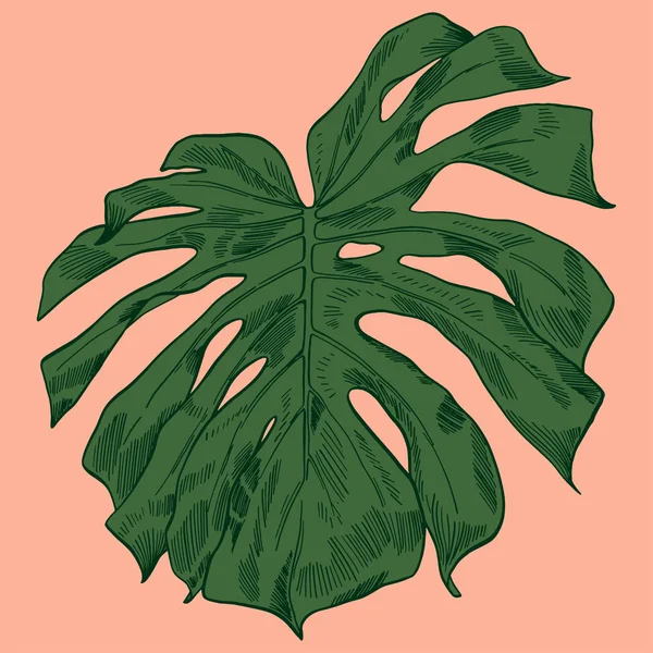 Illustration vectorielle avec feuilles de monstère tropicale jungle exotique — Image vectorielle