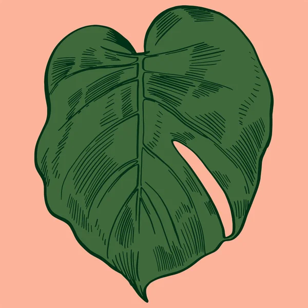 Ilustración vectorial con hojas de monstera tropical selva exótica — Vector de stock