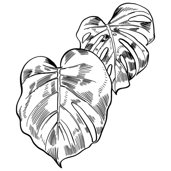 Vektorillustration med tropiska monstera blad exotisk djungel — Stock vektor