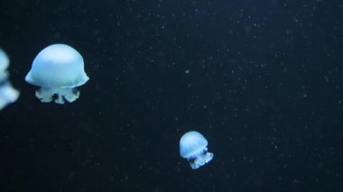 Sualtı video denizanası medusas mavi akvaryum renk su ile