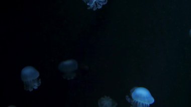 Sualtı video denizanası medusas mavi akvaryum renk su ile