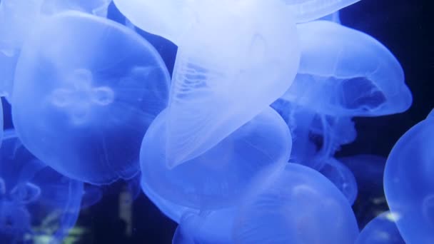 Underwater video with jellyfish medusas in blue aquarium color water — Stock Video