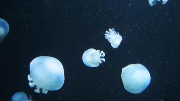 Onderwater video met kwallen medusas in blauwe kleur aquariumwater — Stockvideo