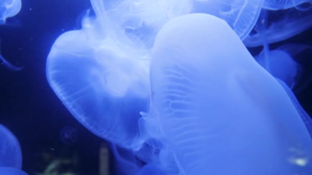 Unterwasservideo mit Quallen-Medusen in blauem Aquarium Farbe Wasser — Stockvideo