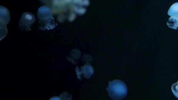 Onderwater video met kwallen medusas in blauwe kleur aquariumwater — Stockvideo