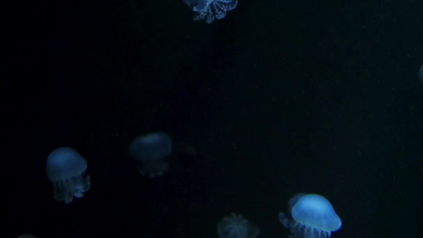 Підводне відео з медузами в блакитній акваріумній кольоровій воді — стокове відео